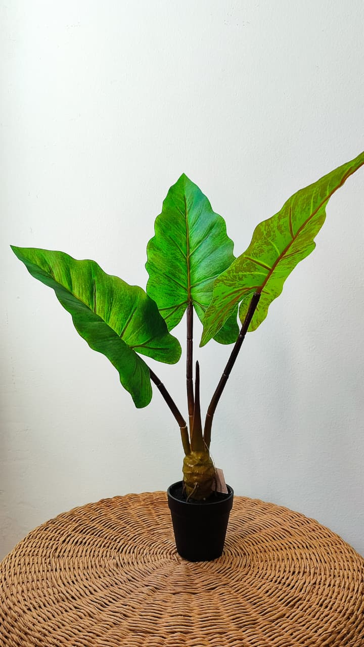 Alocasia artificial