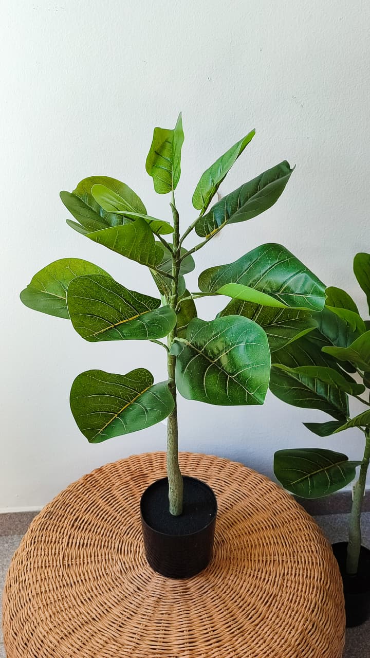 Ficus artificial