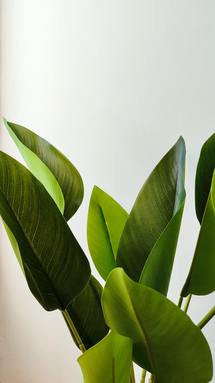 Strelitzia artificial