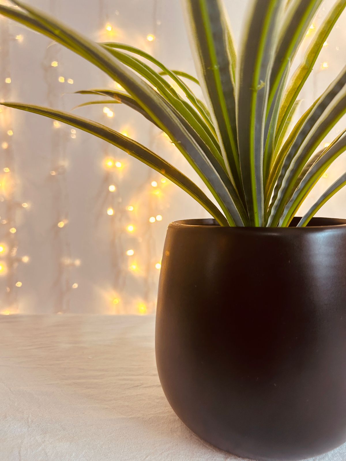 MACETAS & PLANTAS