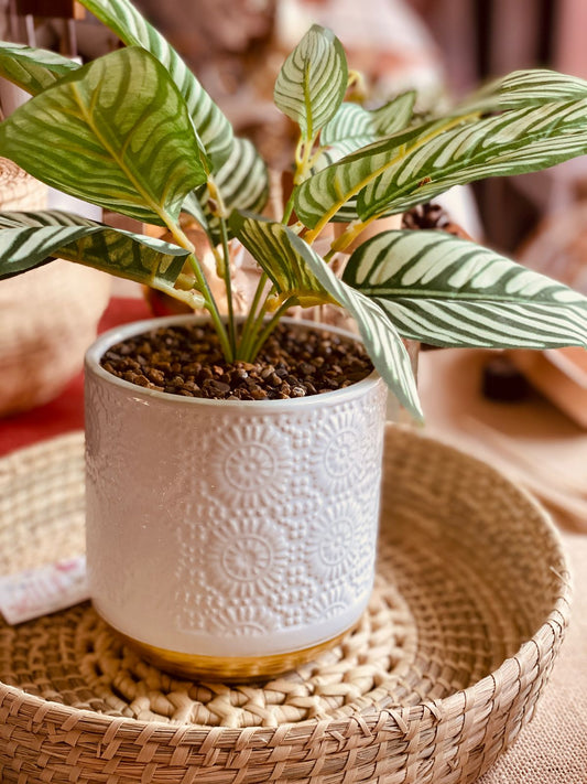 Maceta con planta