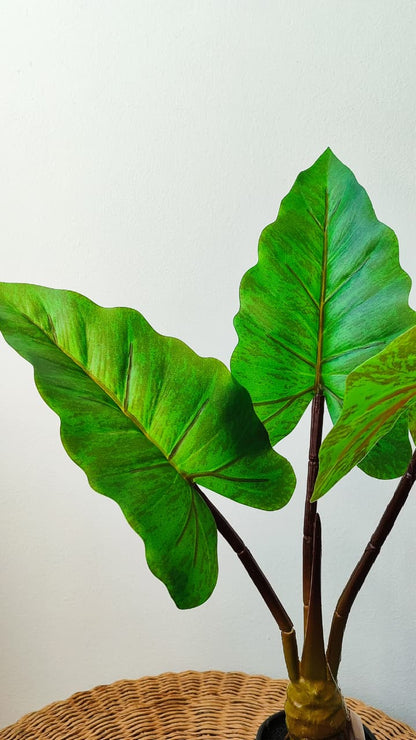 Alocasia artificial