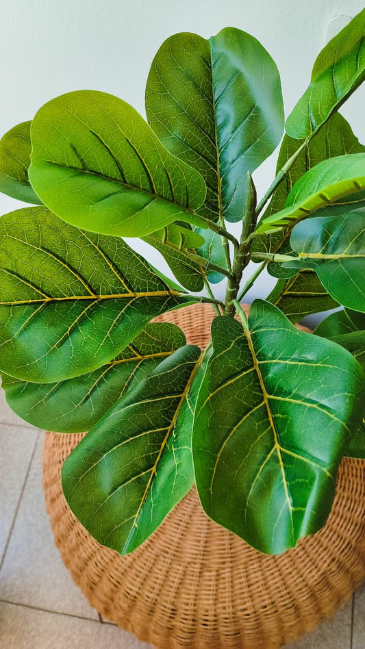 Ficus artificial