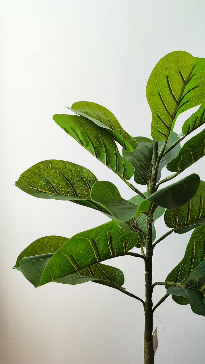 Ficus artificial