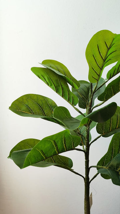 Ficus artificial