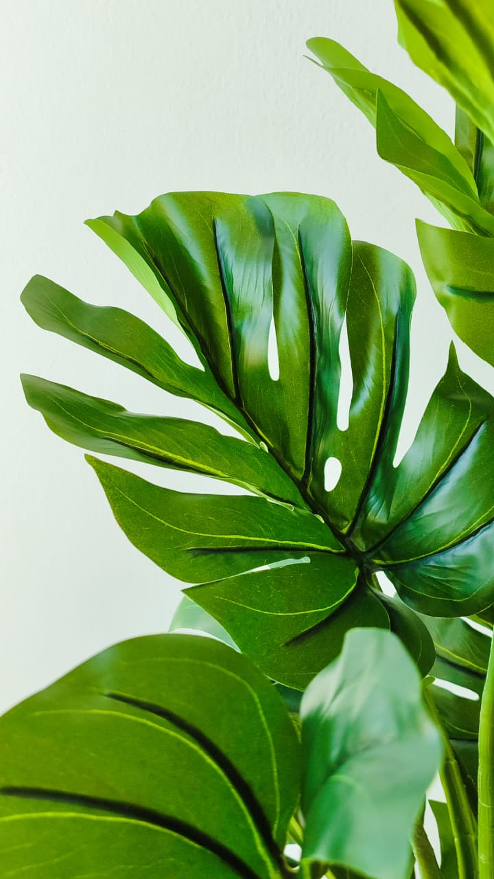 Monstera grande artificial