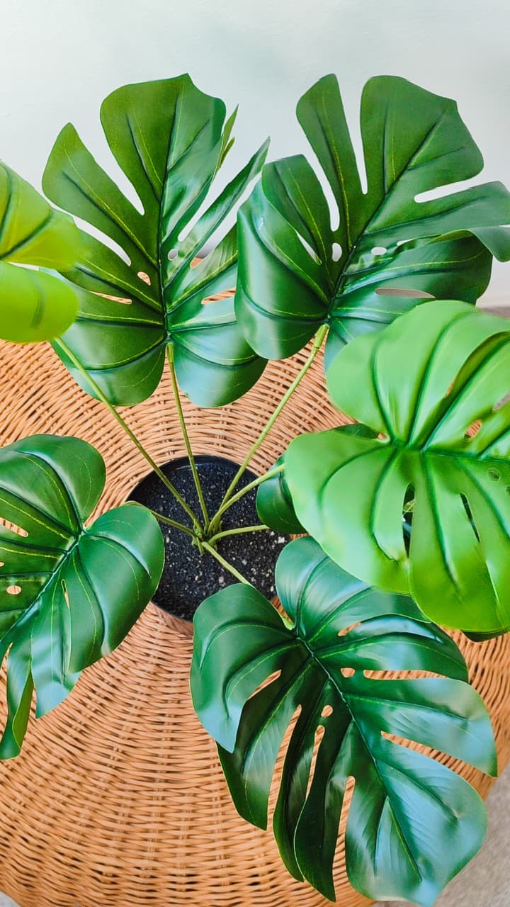 Monstera artificial