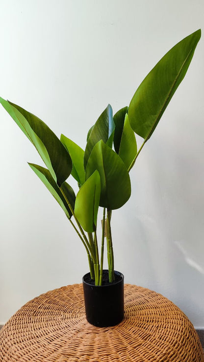 Strelitzia artificial