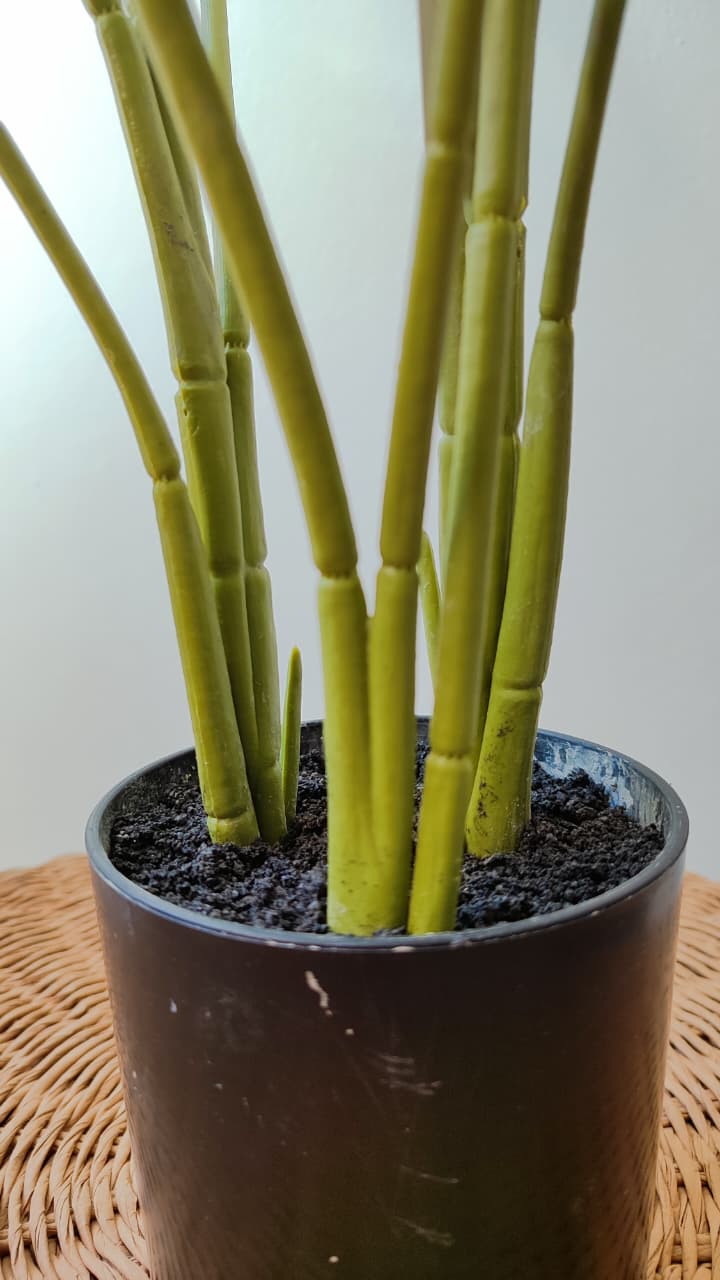 Strelitzia artificial