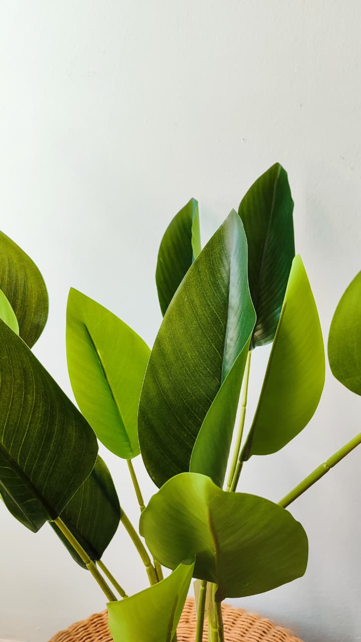 Strelitzia artificial